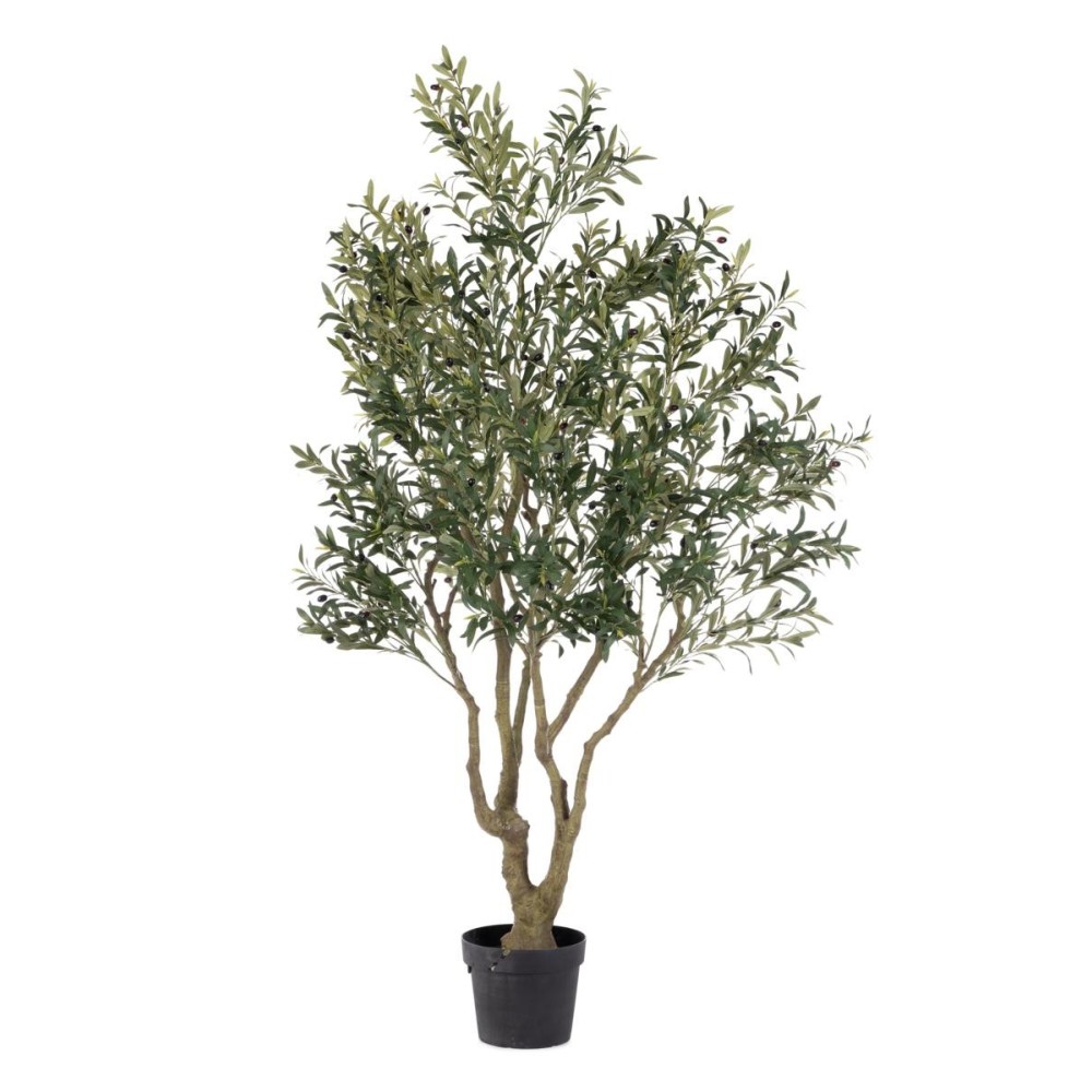 PIANTA ULIVO C-VASO H210